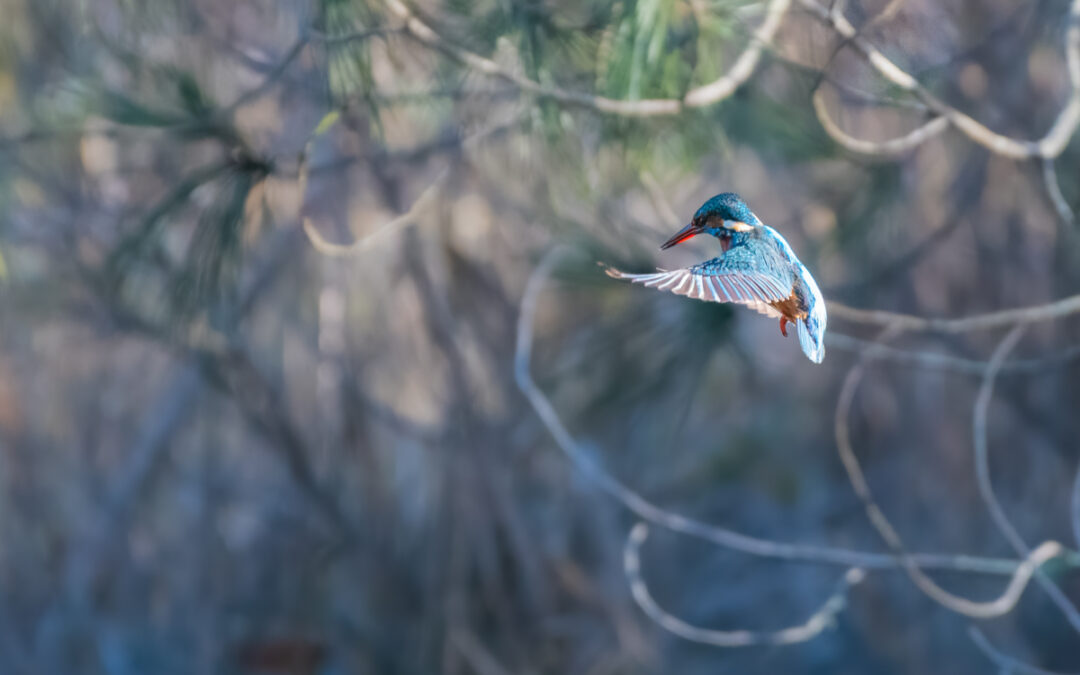 La Réserve Ornithologique du teich