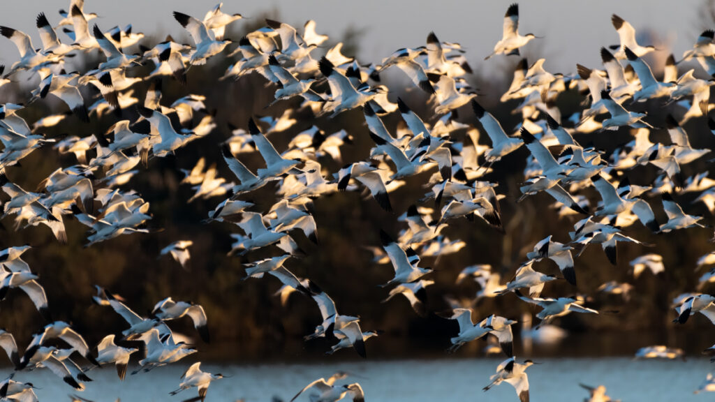 Bassin d'Arcachon Oiseaux : Avocettes en vol, réserve ornithologique du Teich