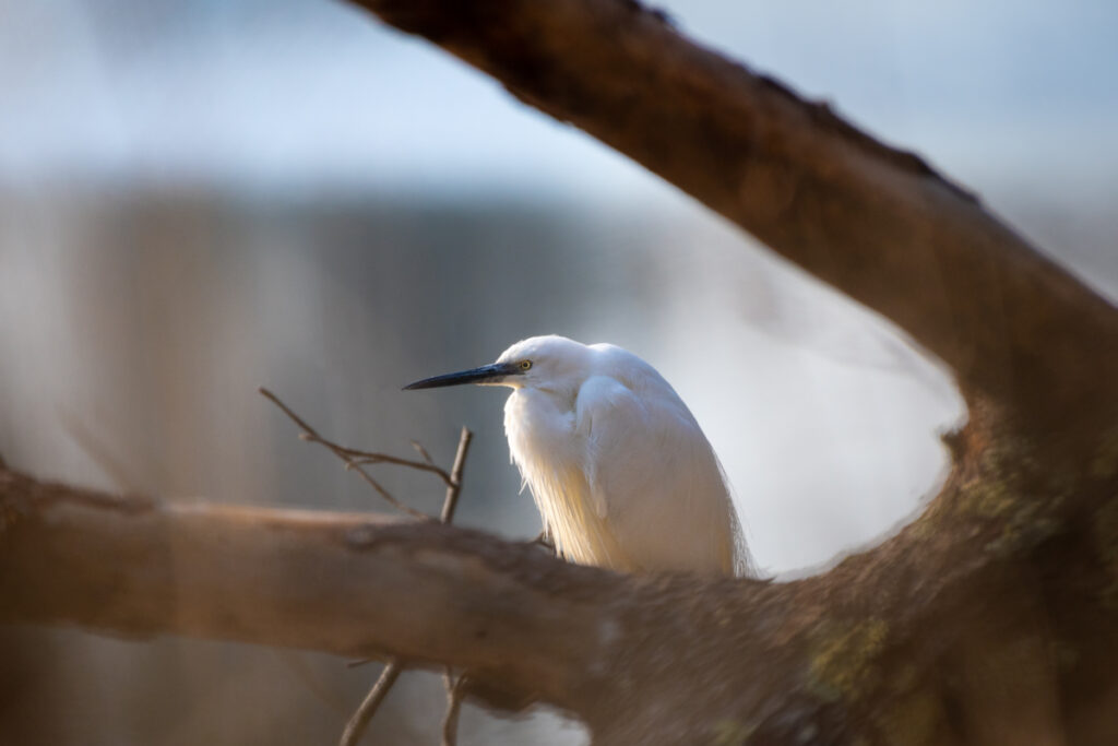 Oiseaux Bassin d'Arcachon : Aigrette Garzette