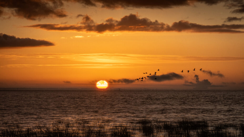 Bassin d'Arcachon : Soleil levant et Bernaches