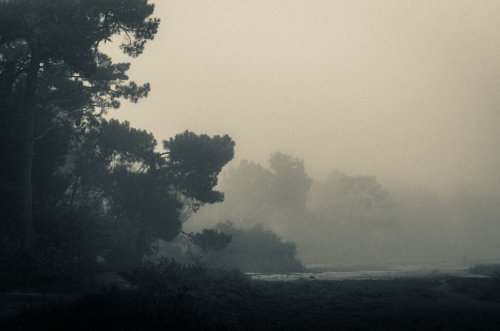 Bassin d'Arcachon : Matin brumeux à Saint Brice