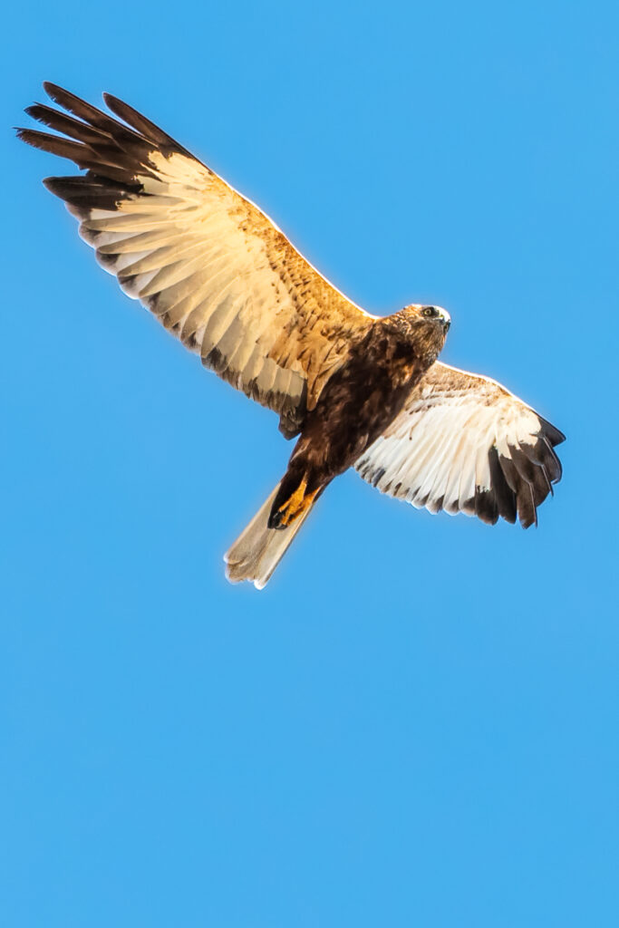 Bassin d'Arcachon Oiseaux : Busard des roseaux en vol au-dessus de la Pointe du Cap-Ferret