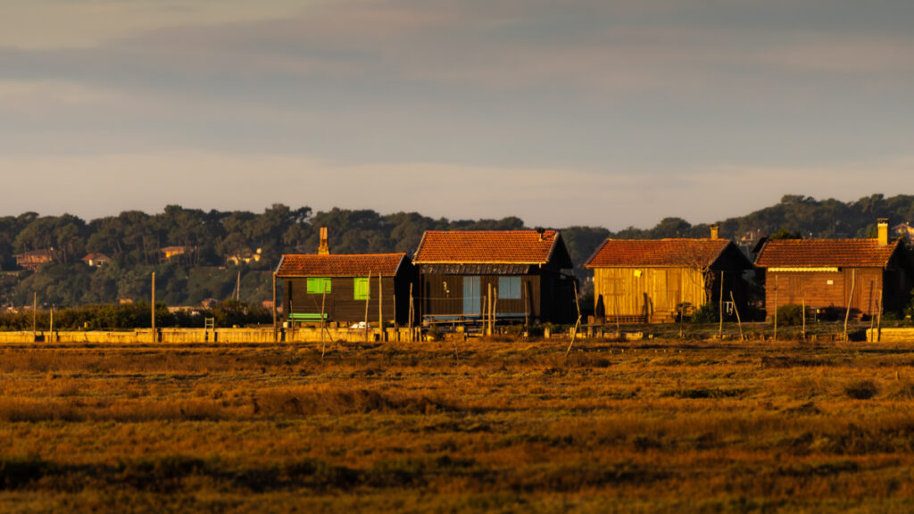 Bassin d'Arcachon : Ile aux Oiseaux