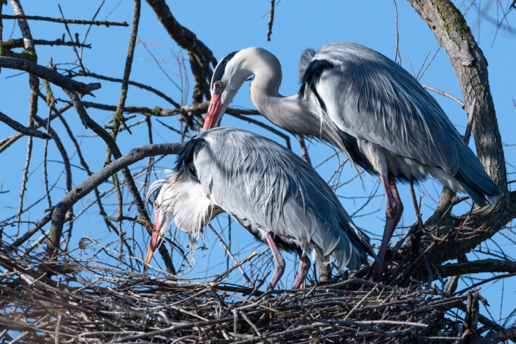 Oiseaux : Couple de Hérons cendrés au nid