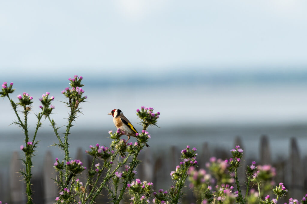 Oiseaux Bassin d'Arcachon : Chardonneret élégant