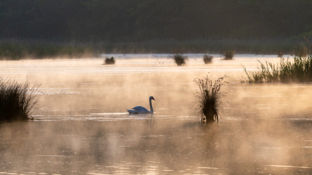 Bassin d'Arcachon, Cygne dans la brume Arès