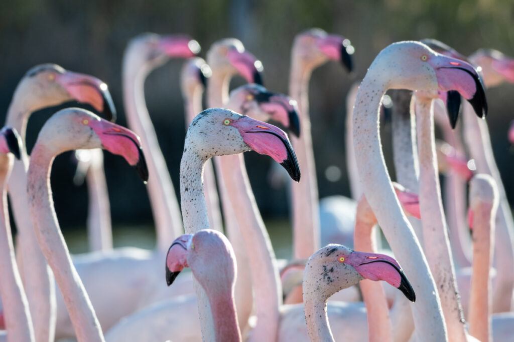 Flamants roses, réserve du Pont de Gau, Camargue