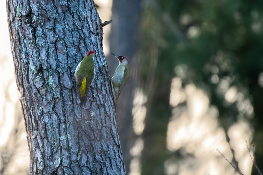 Bassin d'Arcachon oiseaux : Couple de Pics verts