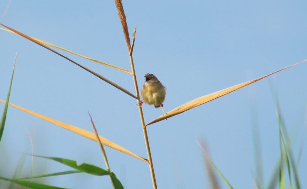 Oiseaux Bassin d'Arcachon : Pouillot Fitis