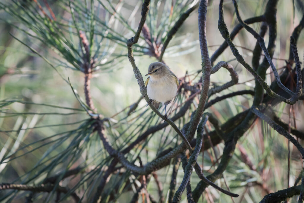 Oiseaux Bassin d'Arcachon : Pouillot Véloce