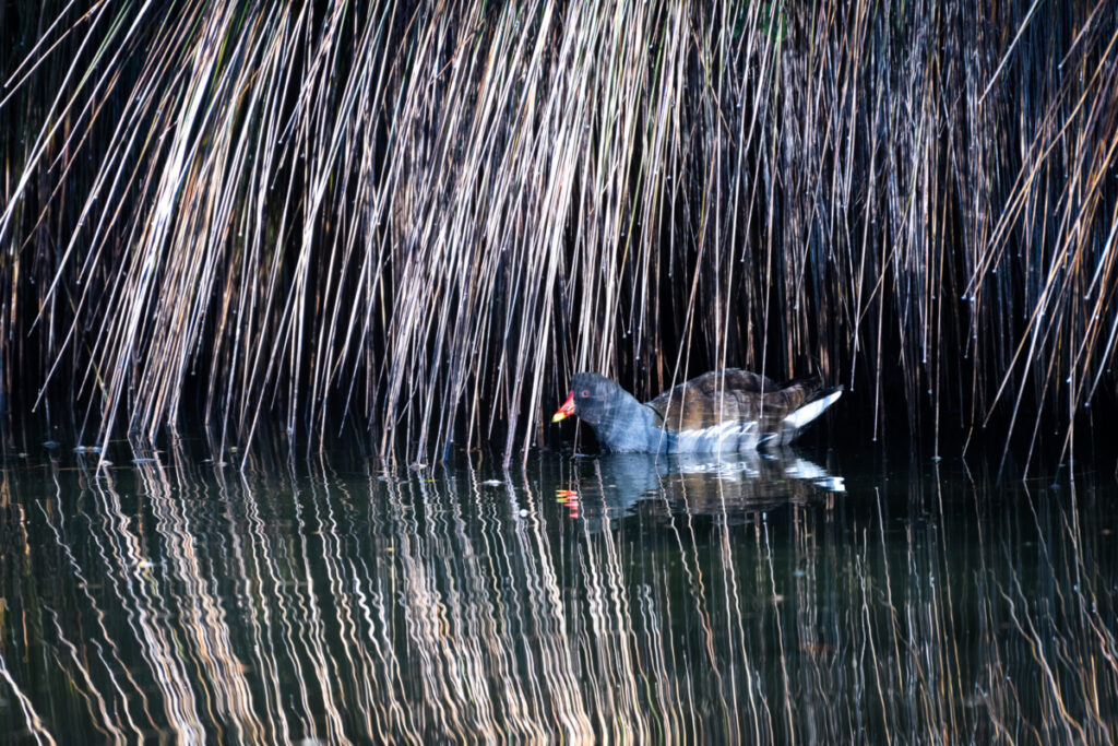 Oiseaux Bassin d'Arcachon : Poule d'eau