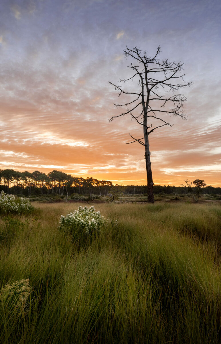 Bassin d'Arcachon : Lever de soleil sur la réserve naturelle des prés salés