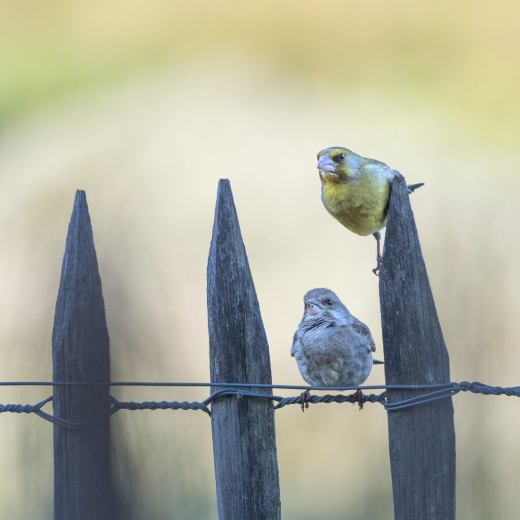 Oiseaux Bassin d'Arcachon : couple de Verdiers d'Europe