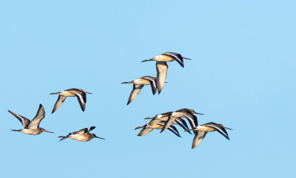 Oiseaux Bassin d'Arcachon : Barges à queues noires