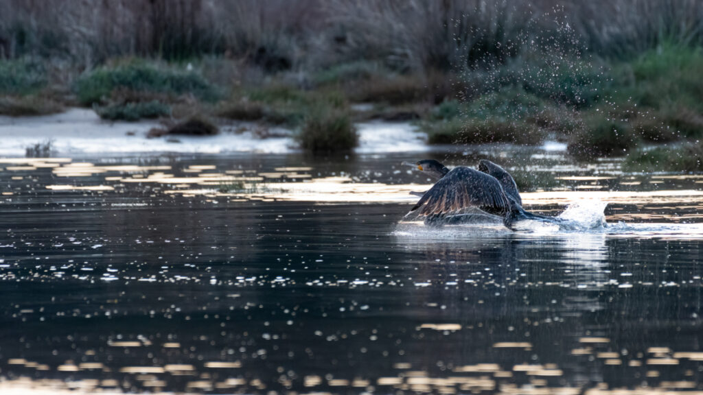 Bassin d'Arcachon oiseaux : Cormoran au décollage