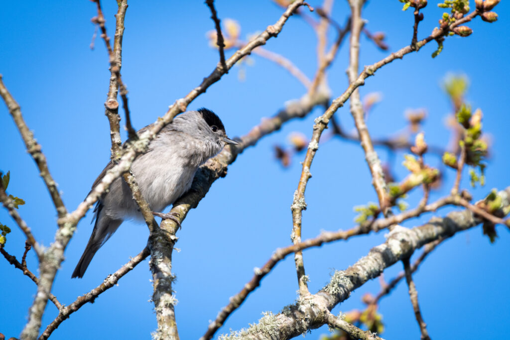 Bassin d'Arcachon oiseaux : Fauvette à tête noire