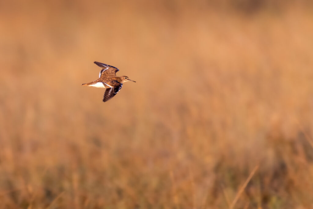 Bassin d'Arcachon oiseaux : Chevalier Guignette en vol