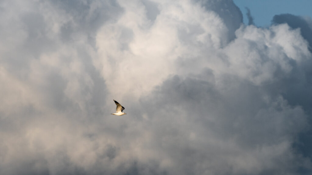 Bassin d'Arcachon oiseaux : Mouette dans les nuages