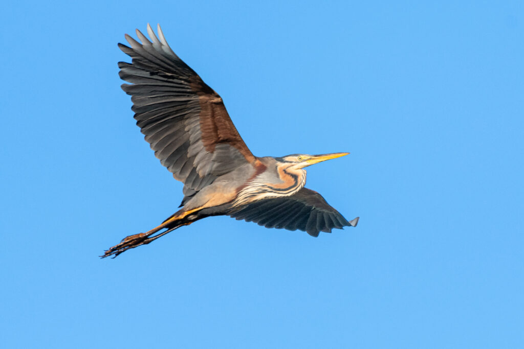 Bassin d'Arcachon oiseaux : Héron pourpré en vol, réserve naturelle des Prés Salés