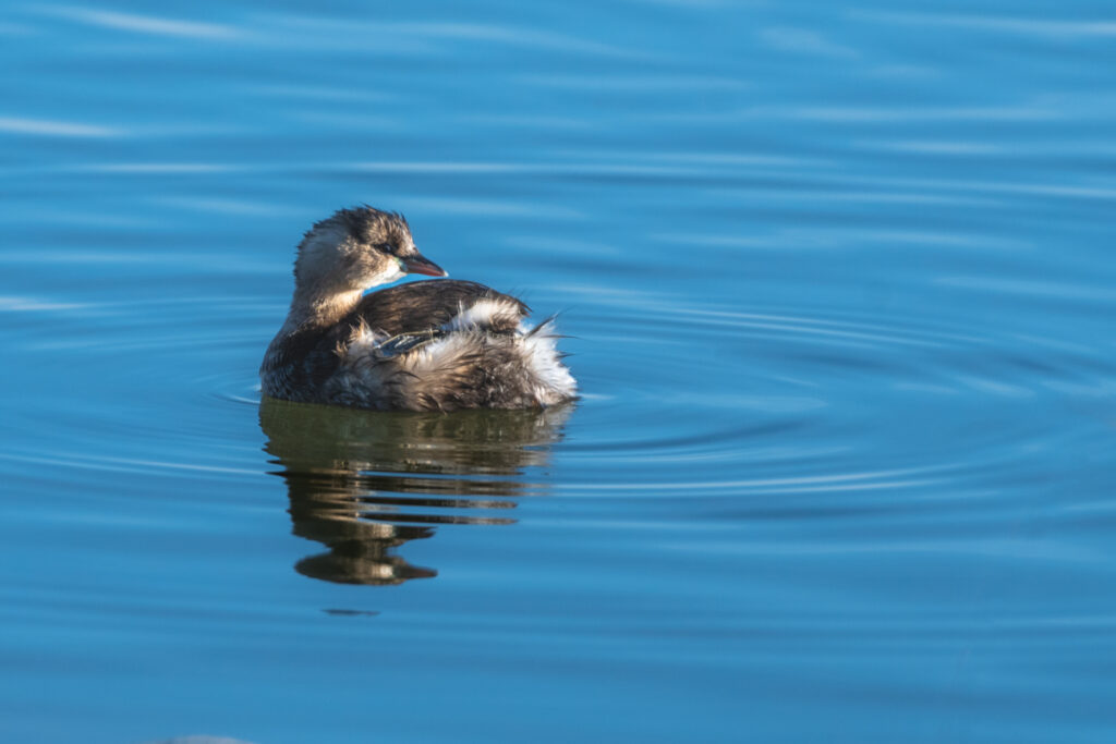 Bassin d'Arcachon Oiseaux :Grèbe Castagneux, réserve ornithologique du Teich