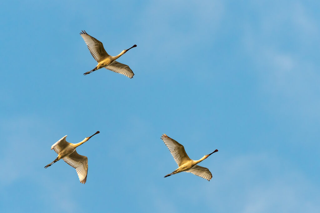 Parc ornithologique du Teich, vol de spatules blanches