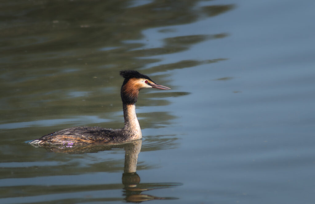 Grèbe huppé, réserve ornithologique du Teich