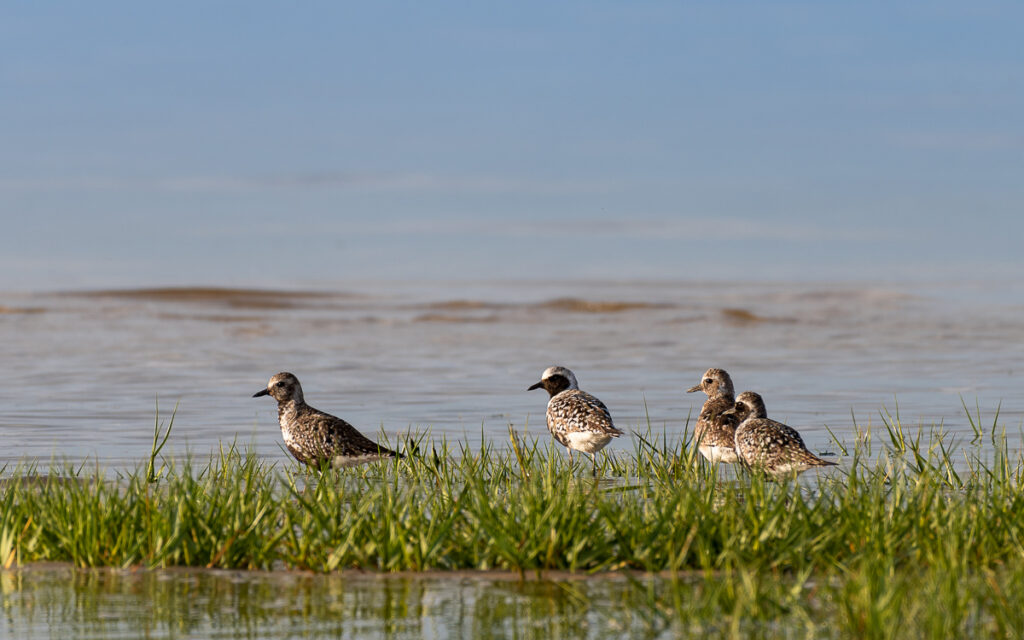 Oiseaux : Pluvier argenté, Ile aux Oiseaux