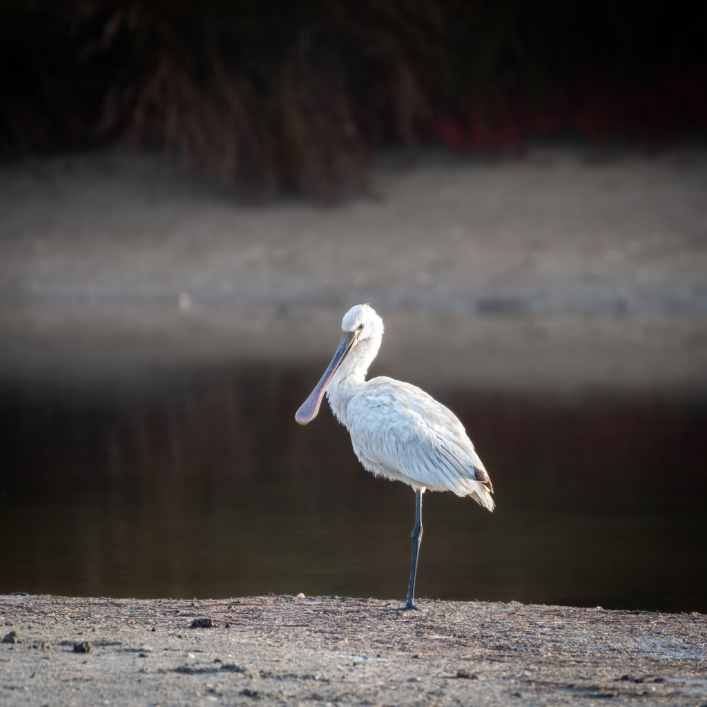 Spatule blanche, réserve ornithologique du Teich