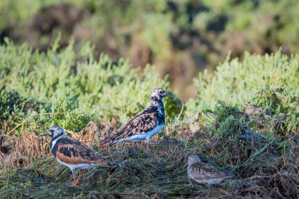 Tourne-pierre à collier, Ile aux Oiseaux, Bassin d'Arcachon