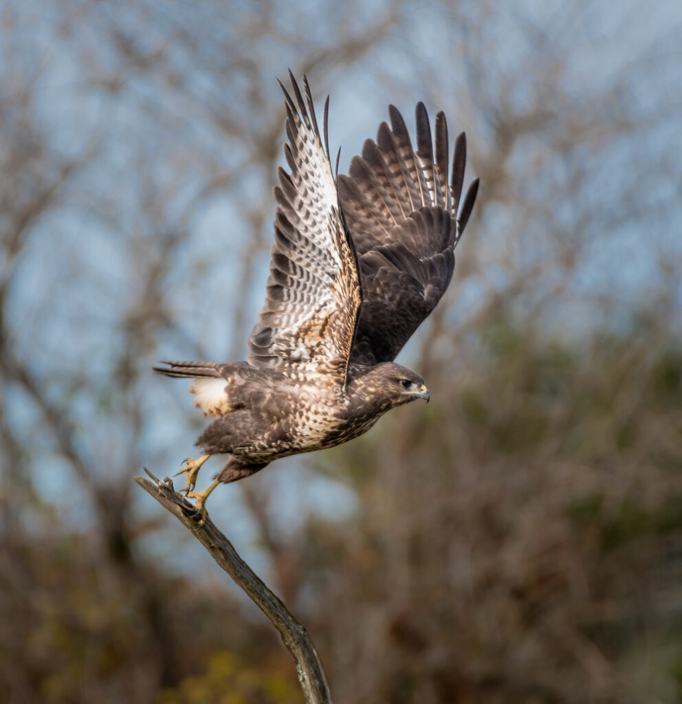 Oiseau Buse variable parc ornithologique du Teich