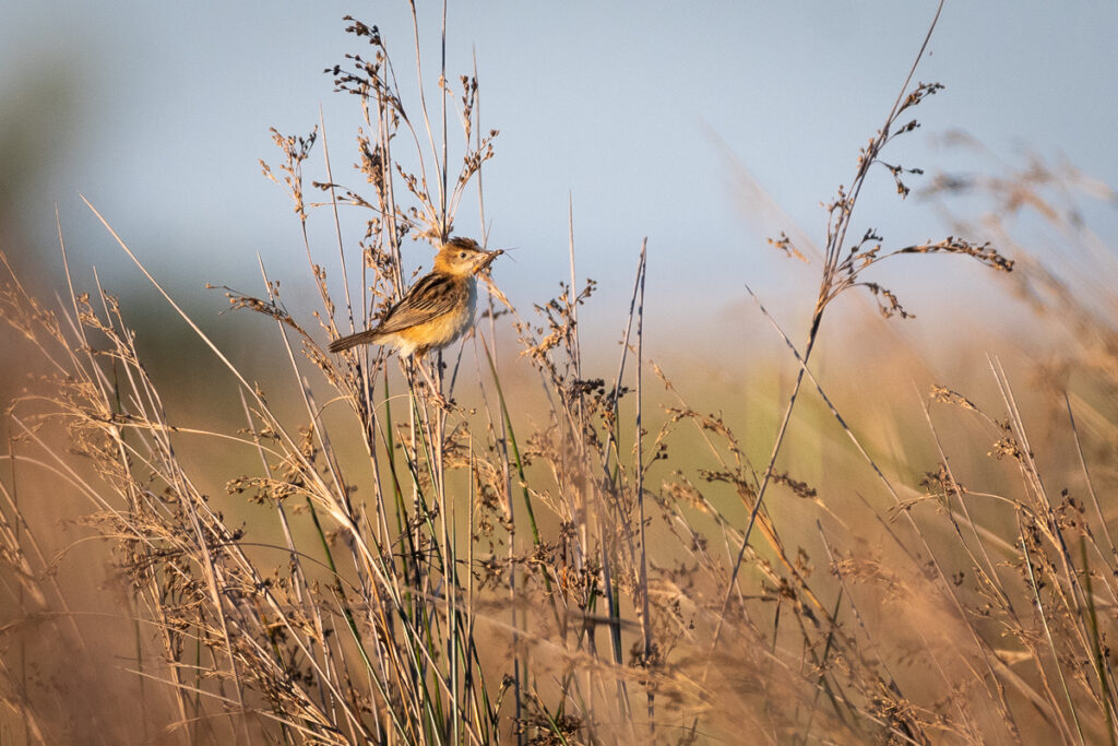 Oiseaux du bassin d'Arcachon : Cisticole des joncs