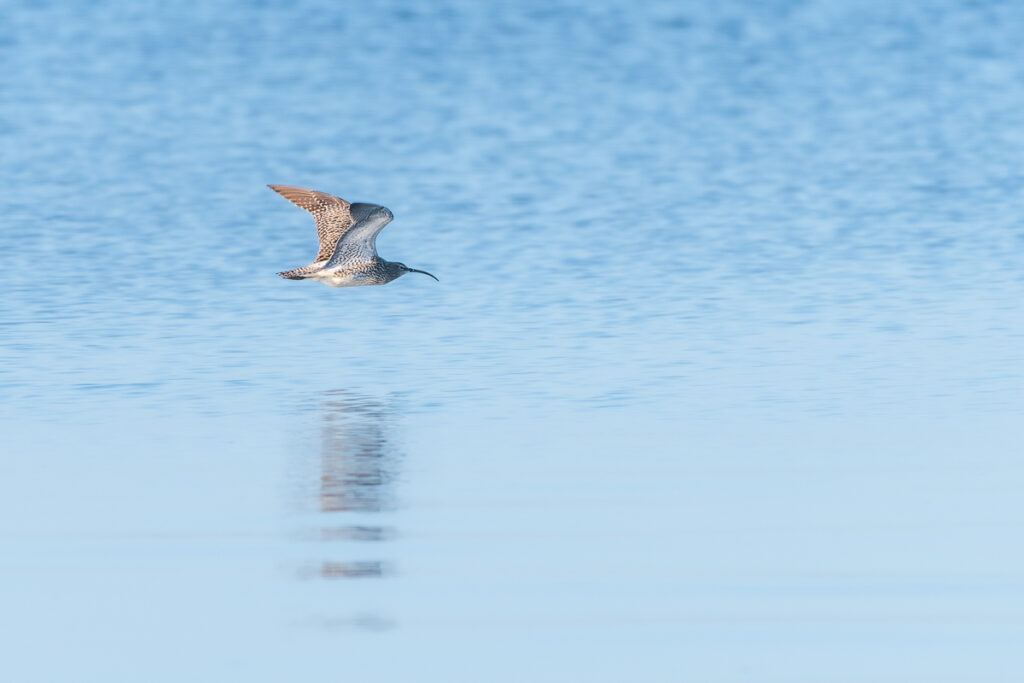 Oiseaux : courlis corliss en vol